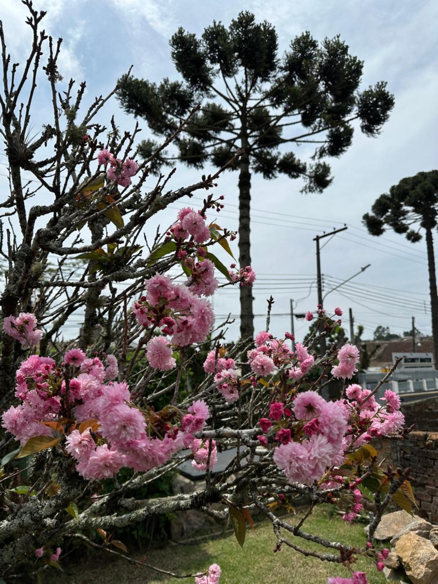 Campos do Jordão Paz Na Montanha酒店 外观 照片